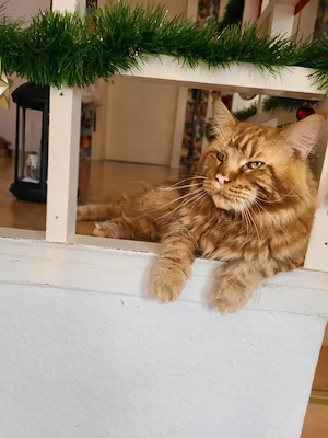 Decckater Main Coon XL