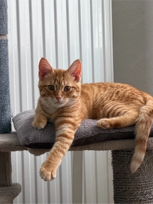 kater 15 wochen alt