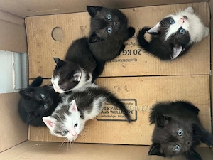 Hauskatzen