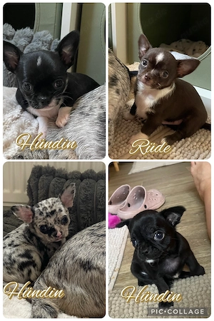 Kleine Pfoten grosses Glück  Reinrassige Chihuahua Welpen