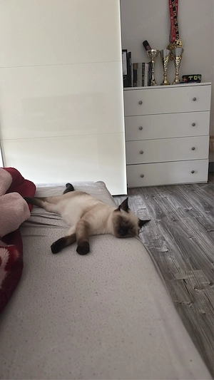 reinrassige siam katze 