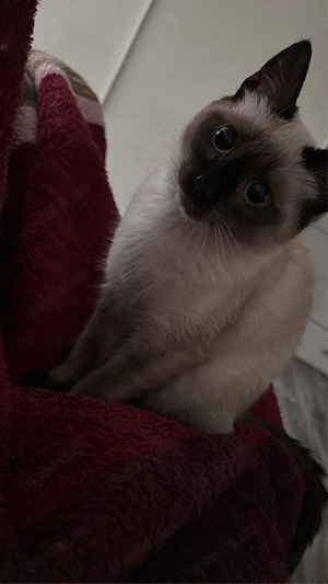 reinrassige siam katze 