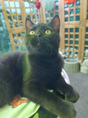 Mischlings Katzen