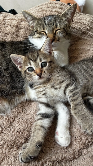 süße kleine Babykatze