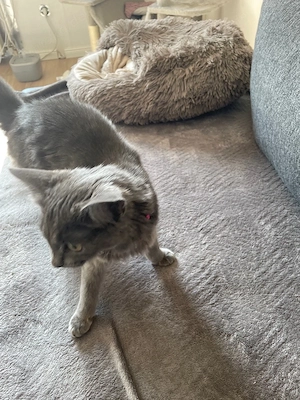 Nebelung Katze 4 monate Jung 