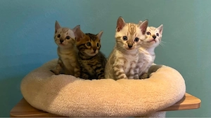 Reinrassige Bengal-Kitten   3 Mädchen & 1 Junge