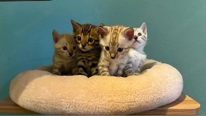 Reinrassige Bengal-Kitten   3 Mädchen & 1 Junge