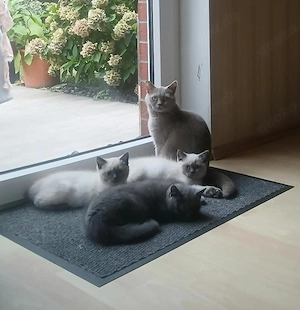 BKH  BLh Kitten 