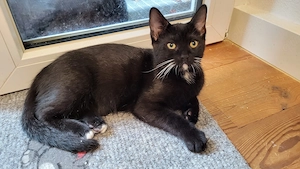 Ein Kater  sucht  neu Zuhause  Bild 3