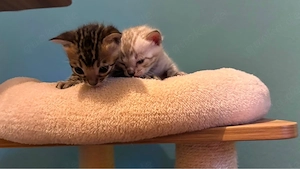 Bengal-Kitten suchen bald ihr neues Zuhause