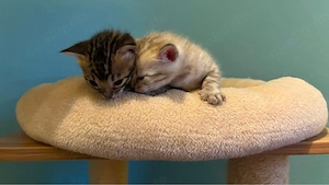 Bengal-Kitten suchen bald ihr neues Zuhause