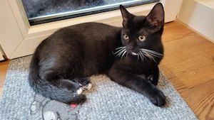 Ein Kater  sucht  neu Zuhause  Bild 2