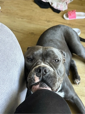 American Bully Hündin