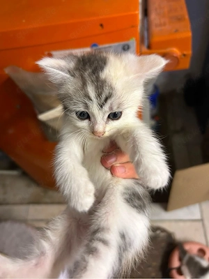 Babykatze sucht neues zuhause 