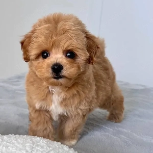 Maltipoo Welpen suchen ein Zuhause