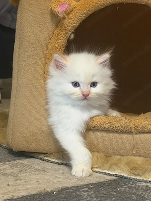 Reinrassiger kleiner Heilige Birma Kater 