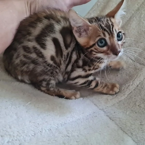 Süßer Kater, reinrassig, sucht eine liebevolle Familie