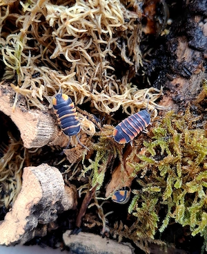 Ardentiella sp. Ember Bee Asseln