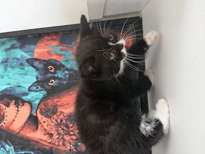 Katze 30.04 Geboren