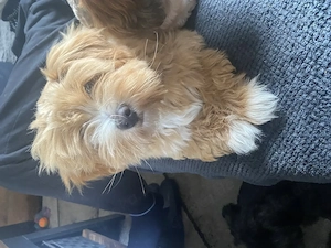 Lhasa Apso Welpe ( 1 Junge )