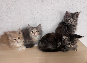Top Maine Coon Kitten reinrassig