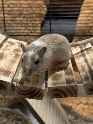 Rennmäuse 