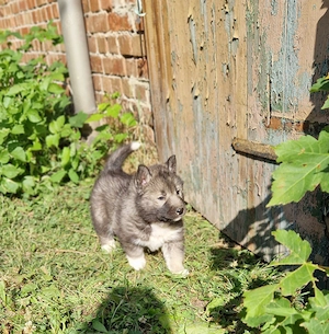 Siberian Husky Welpen
