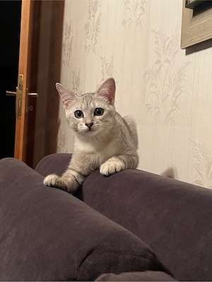 Bkh-Siam Mix Kater Bild 6