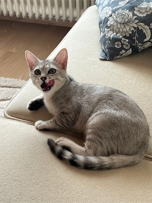 Bkh-Siam Mix Kater Bild 8