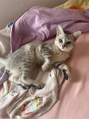 Bkh-Siam Mix Kater Bild 2