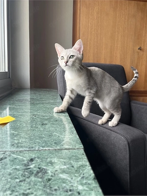 Bkh-Siam Mix Kater Bild 4