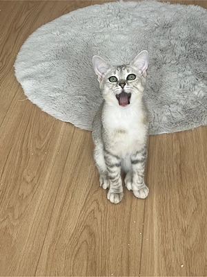 Bkh-Siam Mix Kater Bild 7