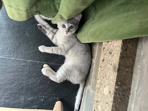 Bkh-Siam Mix Kater Bild 3