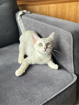 Bkh-Siam Mix Kater Bild 9
