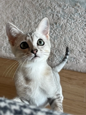 Bkh-Siam Mix Kater Bild 5