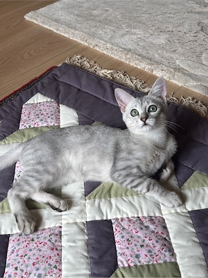 Bkh-Siam Mix Kater