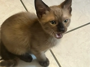 Katzen zu verkaufen Bild 4