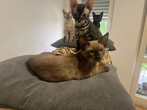 Katzen zu verkaufen Bild 2