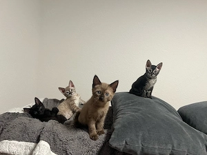 Katzen zu verkaufen Bild 3