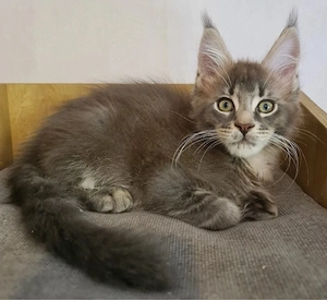 Typvolle maine coon Kitten mit Stammbaum
