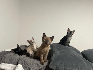 Katzen zu verkaufen