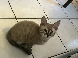 Katzen zu verkaufen Bild 5