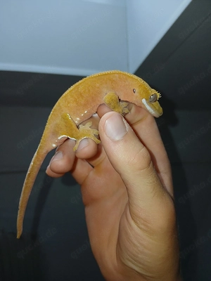 Kronengecko Weibchen