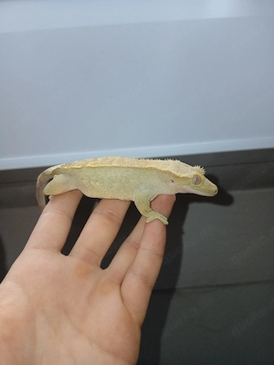 Kronengecko Weibchen