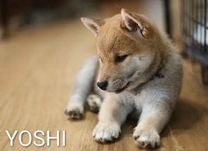 Wunderschöne Shiba-Inu-Welpen mit rotem Fell  Bild 4