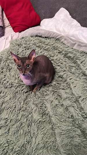Katzen zu verkaufen Bild 6