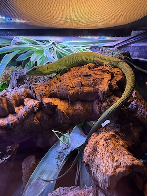 gastropholisprasina 