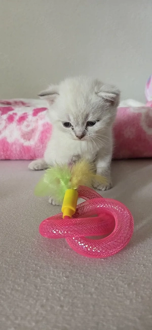 BKH KITTEN männlich abzugeben 