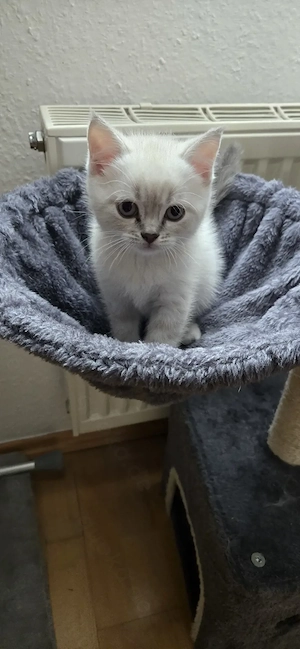 BKH KITTEN männlich abzugeben 