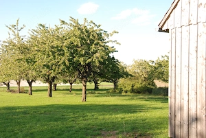 Offenstallplatz für Kleinpferd frei